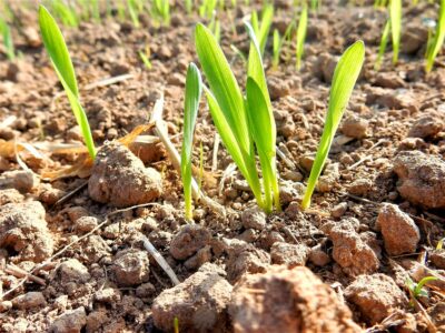 Das Leben lässt sich nicht unterkriegen