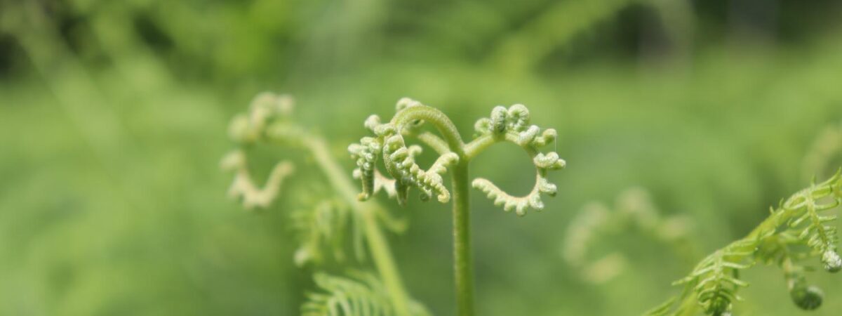 Gott spricht: Siehe, ich mache alles neu!