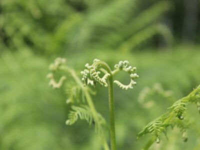 Gott spricht: Siehe, ich mache alles neu!