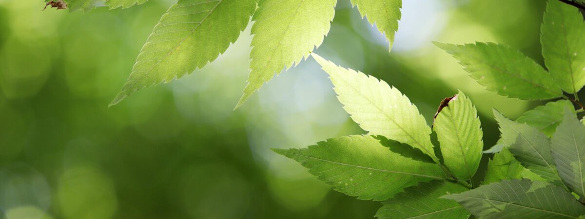 Geistliche Übungen für heute mit Papst Leos Lieblingsbuch!?