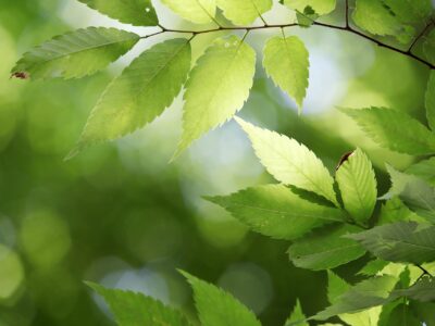 Die „Geistlichen Übungen“ des Ignatius von Loyola